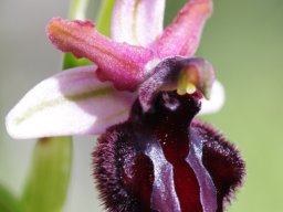 Ophrys_sipontensis_Entre_San_Giovanni_et_Cagnano